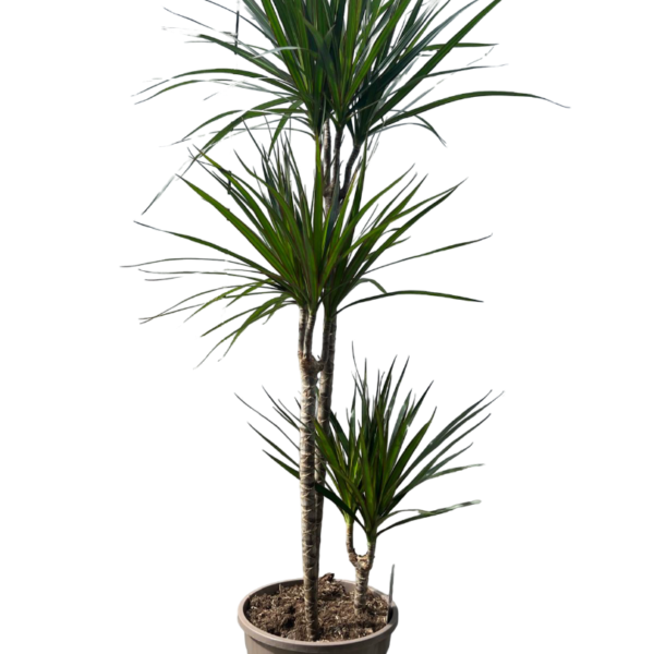 Dracaena - H. 130 cm