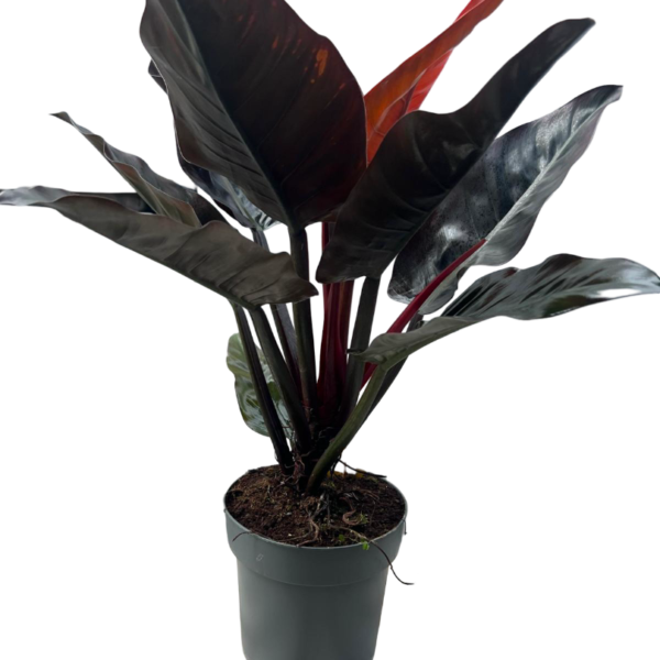 Philodendron - H 100 cm